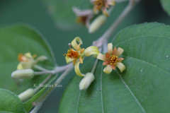 Grewia asiatica